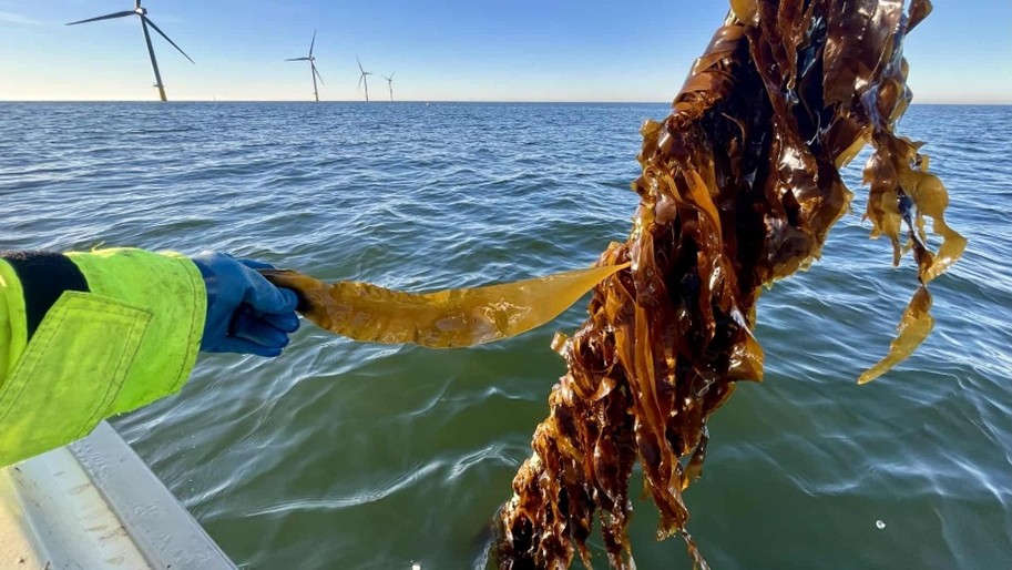 Tang ved vesterhavsyd Tang ud for Hvide Sande Havn